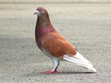 i'm not your common pigeon, by the_runcorn_womble, Photography->Birds gallery i'm not your common pigeon, by the_runcorn_womble, Photography->Birds gallery