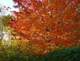 Fall Colours - My Neighbour's Tree by icedancer, photography->nature gallery Fall Colours - My Neighbour's Tree by icedancer, photography->nature gallery