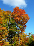 Fall Colours - Closer to Town by icedancer, photography->nature gallery Fall Colours - Closer to Town by icedancer, photography->nature gallery