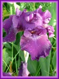 Pretty Purple by icedancer, Photography->Flowers gallery Pretty Purple by icedancer, Photography->Flowers gallery