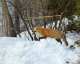 Saturday Morning Visitor by icedancer, photography->animals gallery Saturday Morning Visitor by icedancer, photography->animals gallery