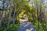 Bush Walk by flanno2610, photography->landscape gallery Bush Walk by flanno2610, photography->landscape gallery