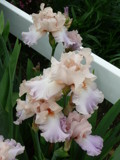 Iris Farm - Traverse City, Michigan #8 by icedancer, photography->flowers gallery Iris Farm - Traverse City, Michigan #8 by icedancer, photography->flowers gallery