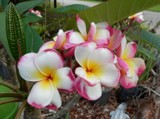 Plumeria by sunny184, photography->flowers gallery Plumeria by sunny184, photography->flowers gallery