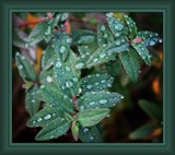 Raindrops by LynEve, photography->nature gallery