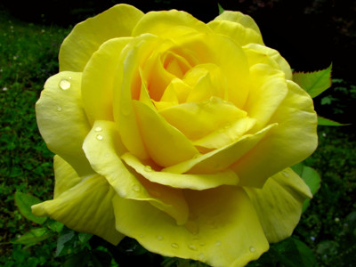 Click here to view at full resolution.