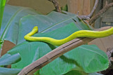 Green Mamba by Ramad, photography->reptiles/amphibians gallery