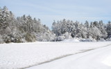 Snowy Bog by Tomeast, photography->landscape gallery