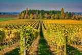 When Autumn Comes To The Vineyard by gr8fulted, photography->landscape gallery