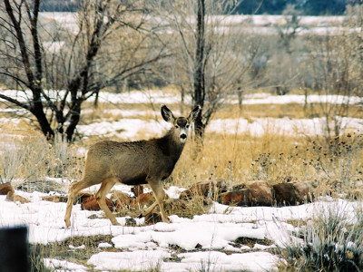 Click here to view at full resolution.