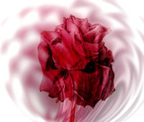 Evil Rose by rvdb, photography->manipulation gallery