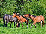 Horse Play by Ramad, photography->animals gallery