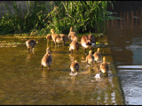 CDN Geese # 23 by dwdharvey, Photography->Birds gallery