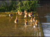 CDN Geese # 23 by dwdharvey, Photography->Birds gallery