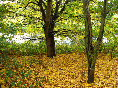 Click here to view at full resolution.