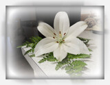 Lily by Starglow, photography->flowers gallery