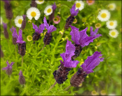 Click here to view at full resolution.