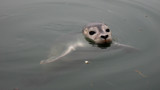 Harbour Seal by dejennerate, Photography->Animals gallery