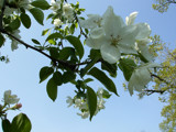 A Foofy Picture by Jims, Photography->Flowers gallery