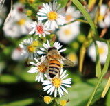 Aster Bee by Tomeast, photography->macro gallery