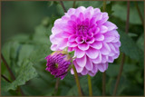 Dahlia and Bud by Ramad, photography->flowers gallery