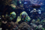 Whacky Wednesday - 2 by Rahjure, photography->underwater gallery
