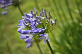 Agapanthus - Flower of Love by LynEve, photography->flowers gallery