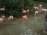 Flamingos by gabriela2006, Photography->Birds gallery