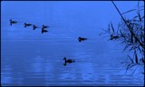 Blue Waters by TheWhisperer, Photography->Birds gallery