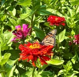 The Monarch and Silver Spotted Skipper by tigger3, photography->butterflies gallery