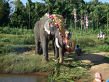 Adornment by sahadk, Photography->Animals gallery