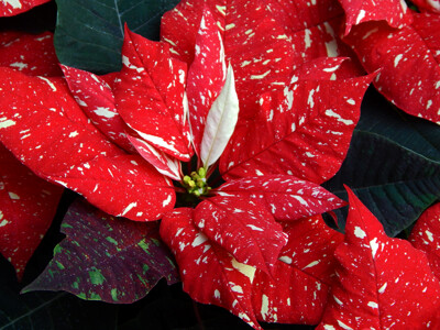 Click here to view at full resolution.