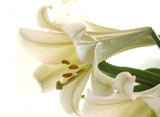 Another Lily by LedsLens, Photography->Flowers gallery