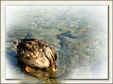 Mrs Mallard's Mirror by LynEve, Photography->Birds gallery