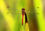 Wings on Red by rahto, photography->insects/spiders gallery