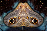 Butterfleyes by Paul_Gerritsen, Photography->Manipulation gallery