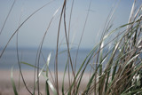 Can grass be so high? by anfodor, Photography->Nature gallery