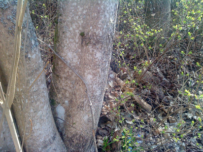 Click here to view at full resolution.