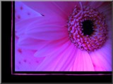 flower power... by fogz, Photography->Flowers gallery flower power... by fogz, Photography->Flowers gallery