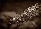 Hummingbird Moth by vangoughs, photography->butterflies gallery