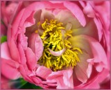 Peony Up Close by LynEve, photography->flowers gallery