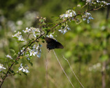 Blackberries and a Black Swallowtail by Pistos, photography->butterflies gallery