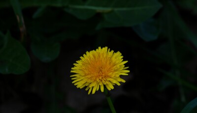 Click here to view at full resolution.