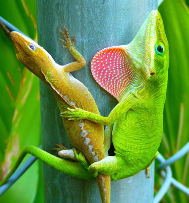 Click here to view at full resolution.