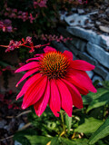 Red Coneflower by Pistos, photography->flowers gallery