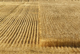 Wheat Field by doughlas, photography->landscape gallery