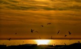 calais beach, seagulls s ballet by gaeljet2, Photography->Shorelines gallery