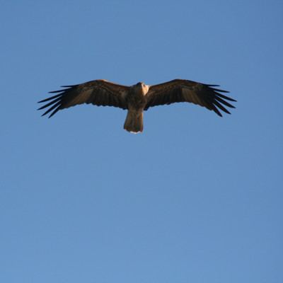 Click here to view at full resolution.