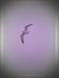 Gull in the Fog by vangoughs, Photography->Birds gallery