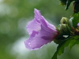 Althea-Rose Of Sharon by bfrank, photography->flowers gallery